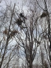 Even Bears Build Nests