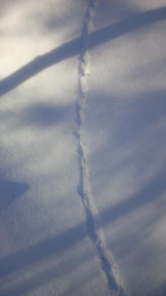 Ruffed Grouse