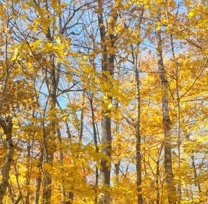 Growing Sugar Maple