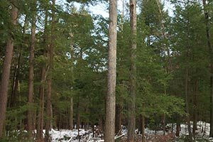 Timber Harvesting