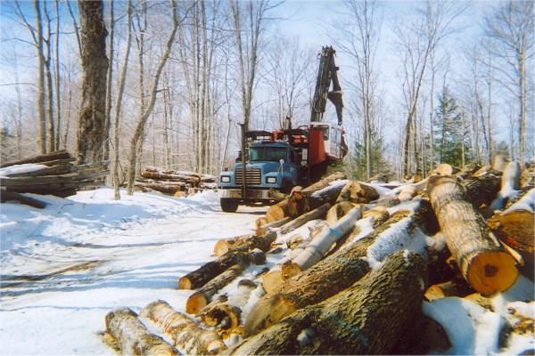 New Hampshire forestry and Vermont forestry