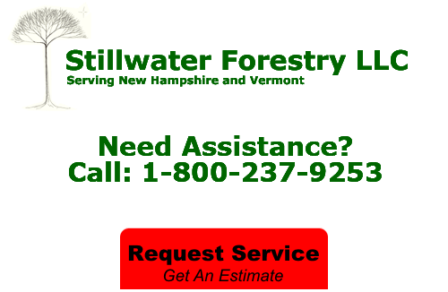stillwater forestry