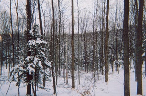 Bridgewater Forestry