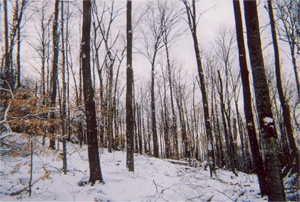 St. Johnsbury Forestry