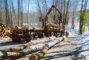 Corinth Forestry