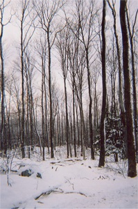 Cornish Forestry