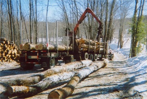 Gilsum Forestry