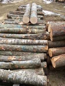 Hardwood Logs