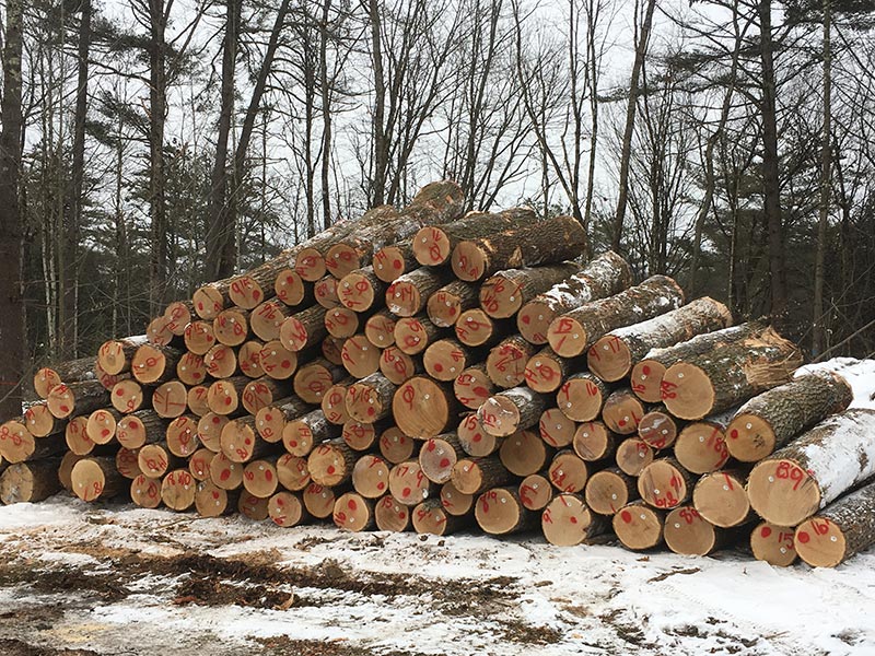 Hardwood Logs