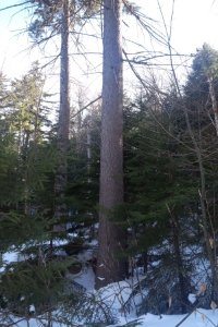 New Hampshire and Vermont Timber Appraisals