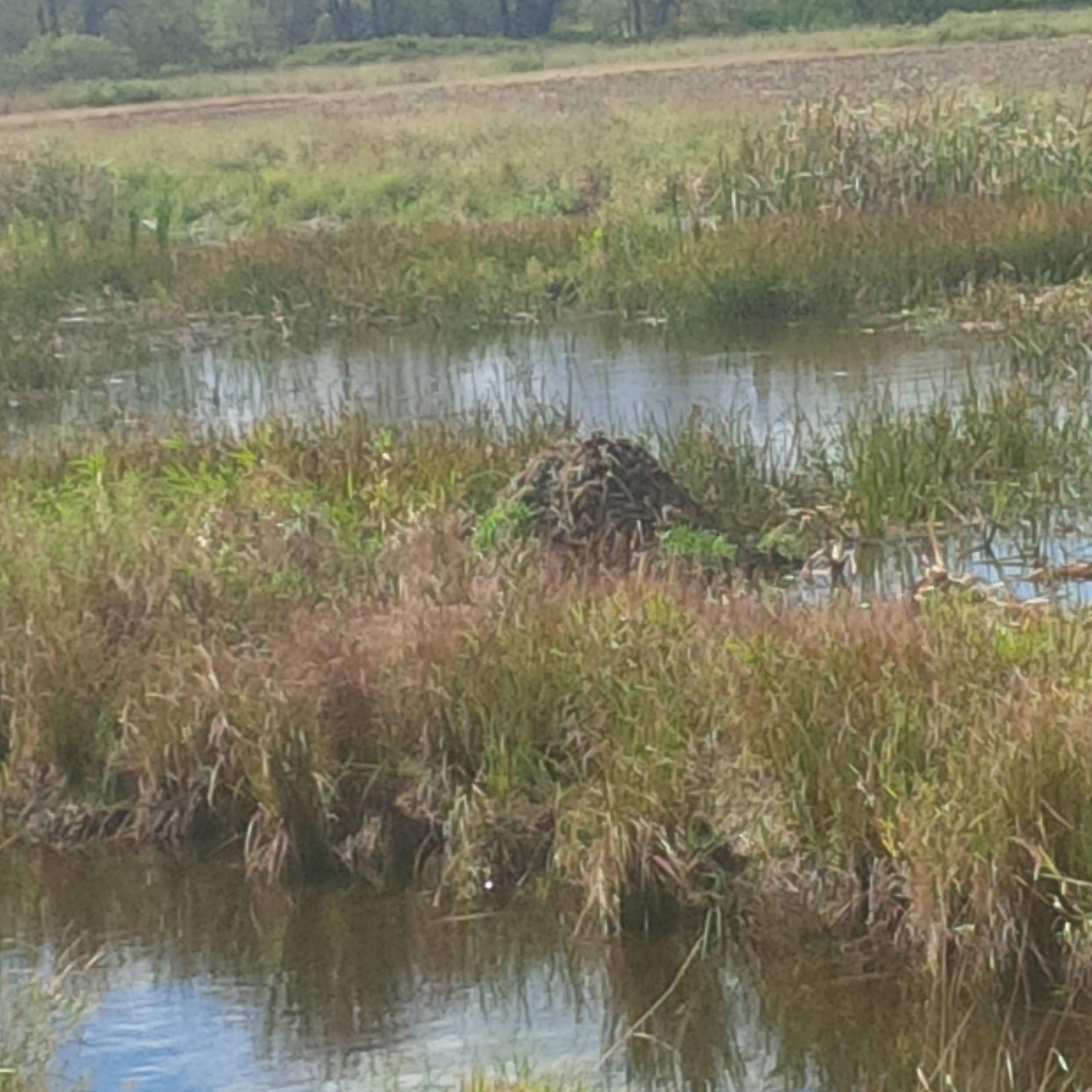 New Hampshire Wildlife Habitat Improvement, Vermont Wildlife Habitat Improvement