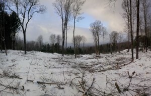 Canaan Timber Harvest