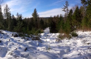 Canaan Timber Harvest