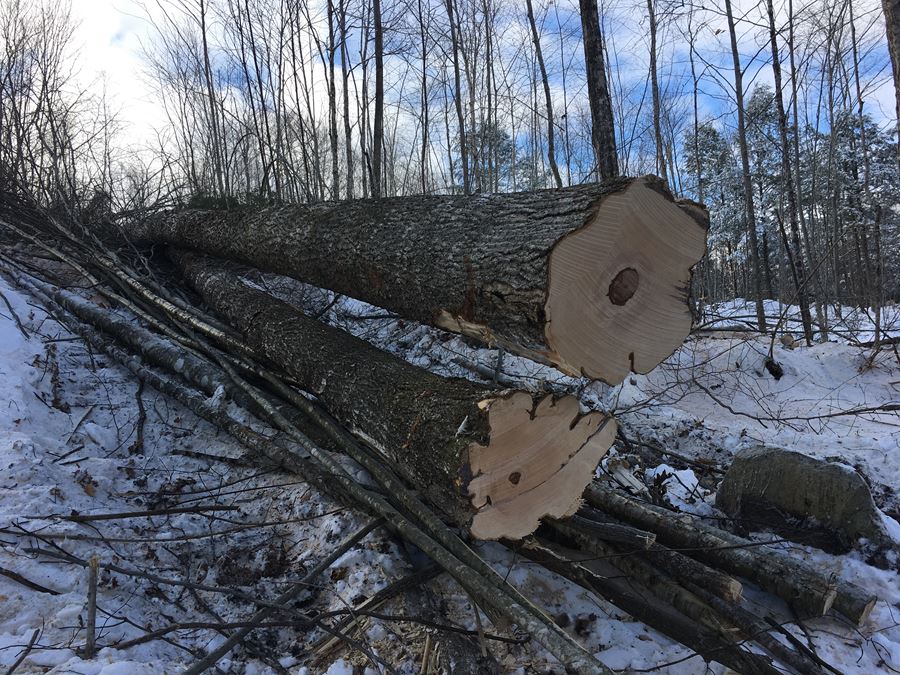 Campton, NH Timber Sale - Select Thinning