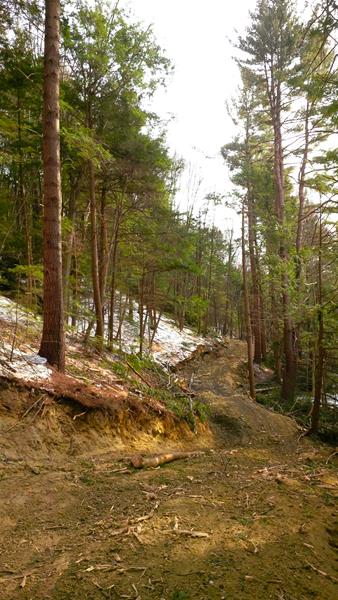 Charlestown NH Forestry Services