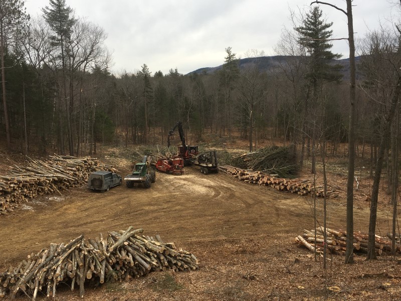 timber harvest