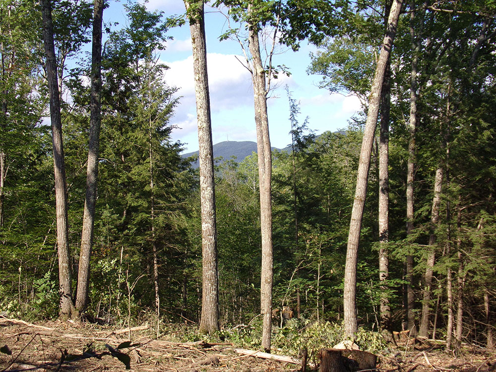 Forest Management