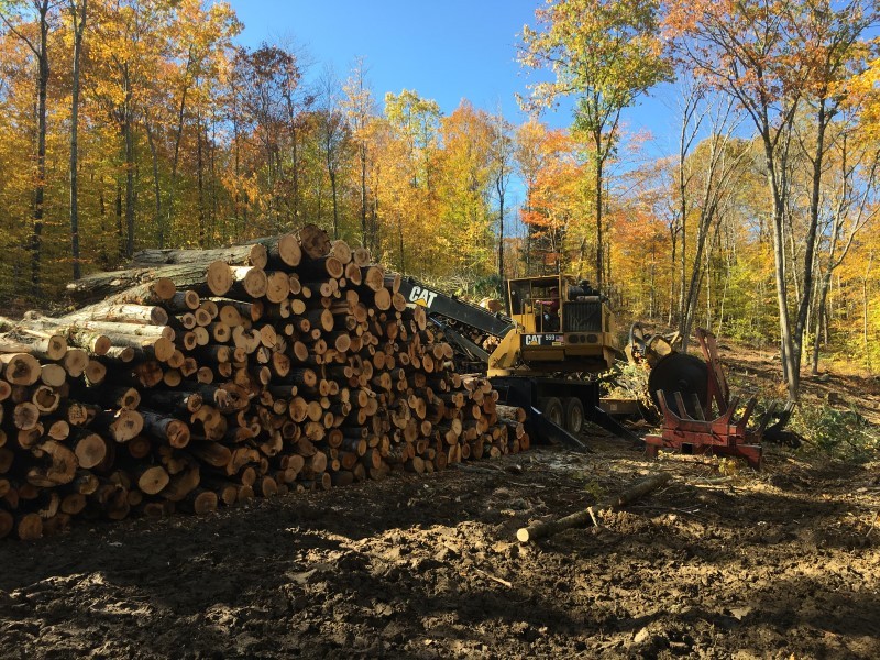 gilmanton timber harvest