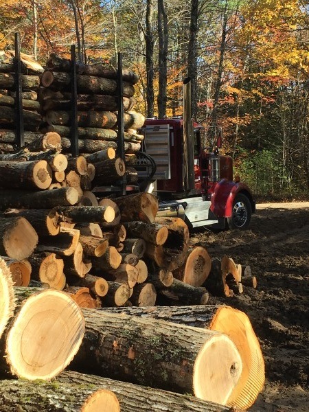 gilmanton timber harvest