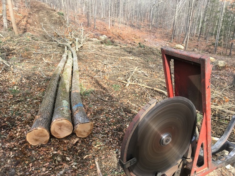 gilmanton timber harvest