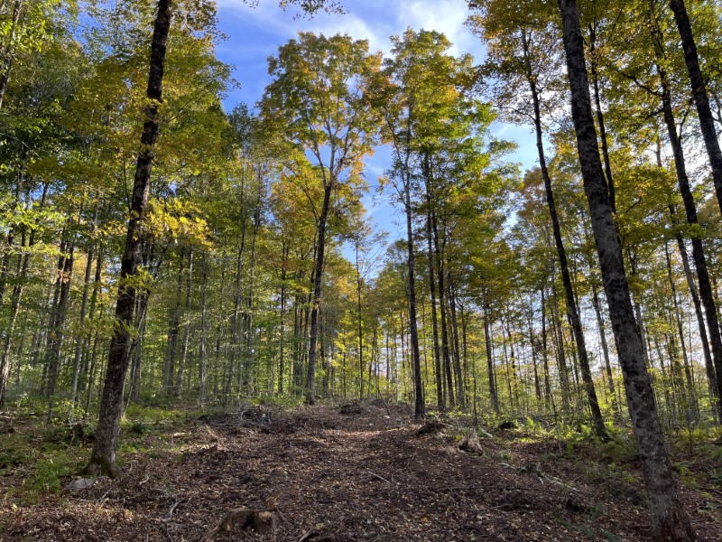 Timber Appraisal & Timber Harvest For Wildlife Habitat in Gilsum , NH