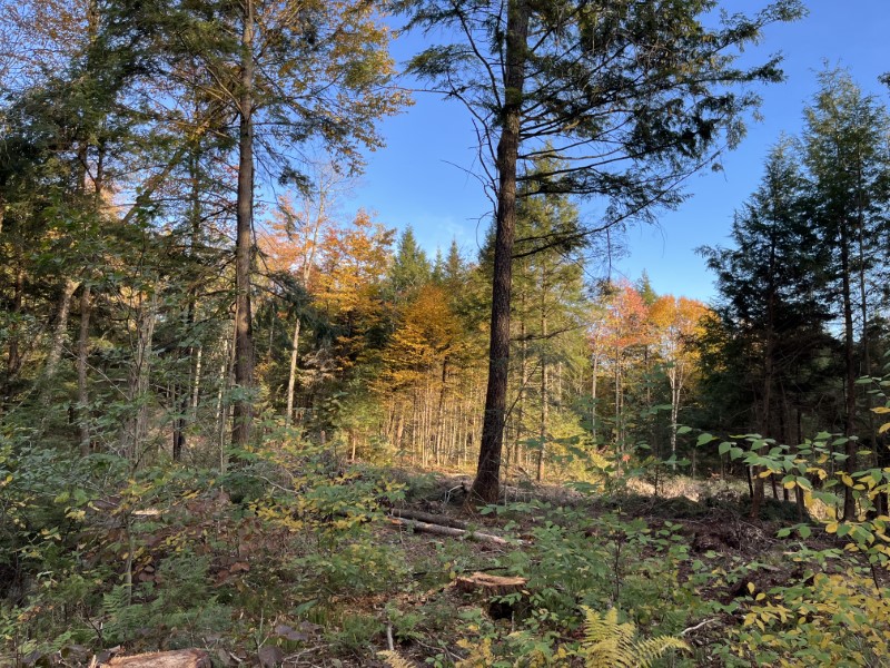 Timber Appraisal & Timber Harvest For Wildlife Habitat in Gilsum , NH