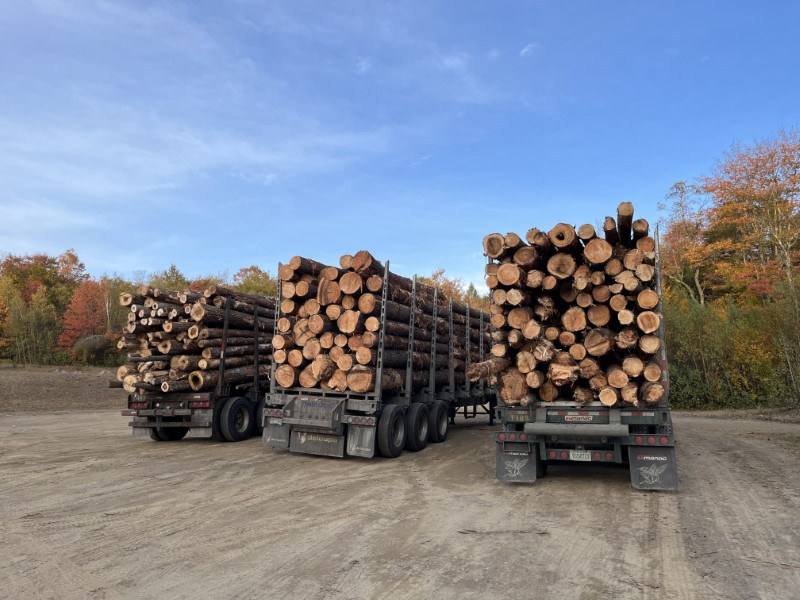 Timber Appraisal & Timber Harvest For Wildlife Habitat in Gilsum , NH