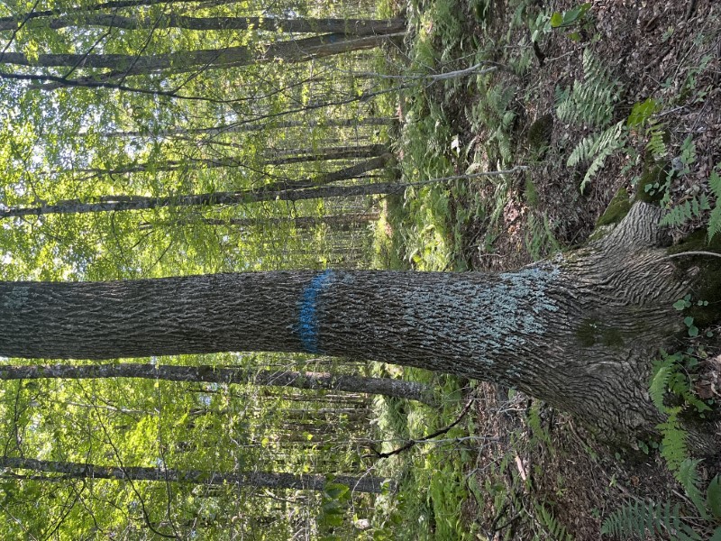 Timber Appraisal & Timber Harvest For Wildlife Habitat in Gilsum , NH