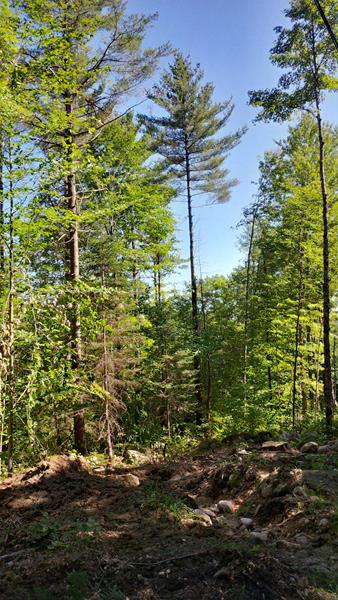 Unity NH Forestry Services
