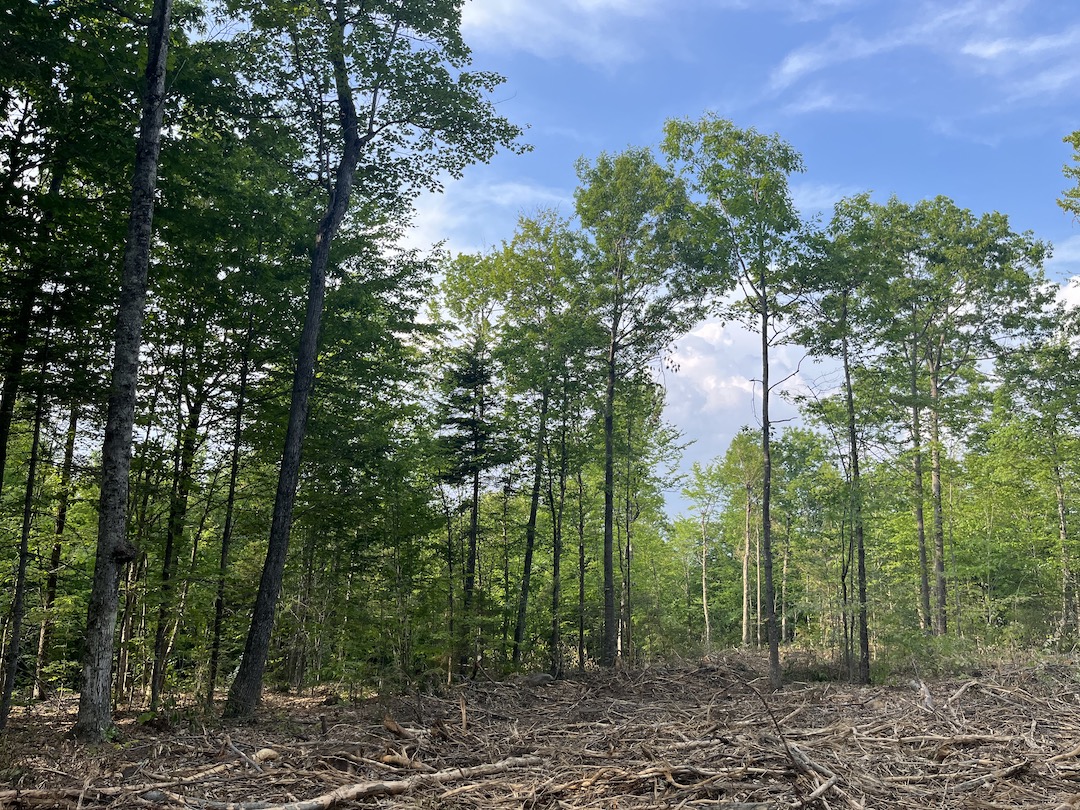 Timber Harvest & Boundary Line Project in Alexandria, NH