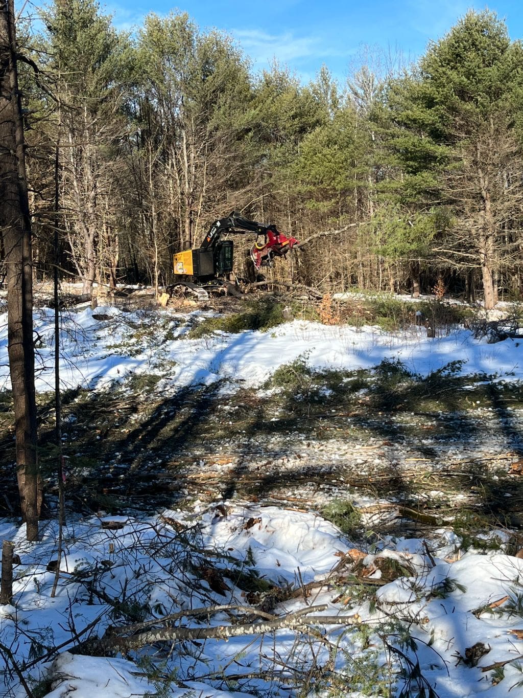 Timber Harvest in Hill, NH