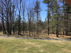 Timber Harvest In Chesterfield NH