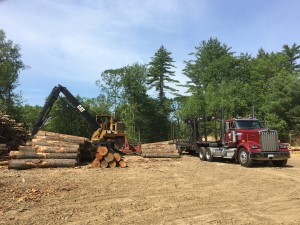 timber harvest chichester