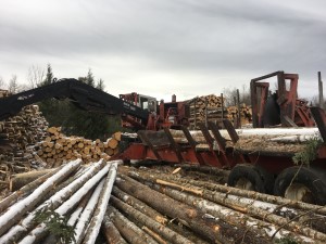 timber harvest in littleton