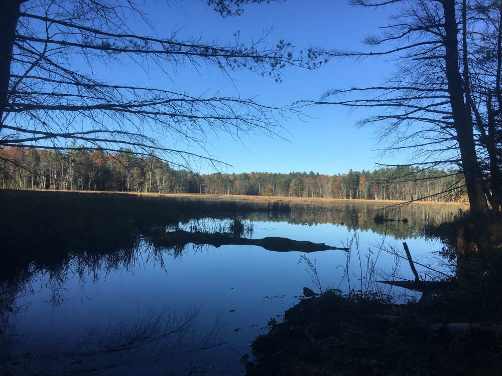 timber harvest moultonborough