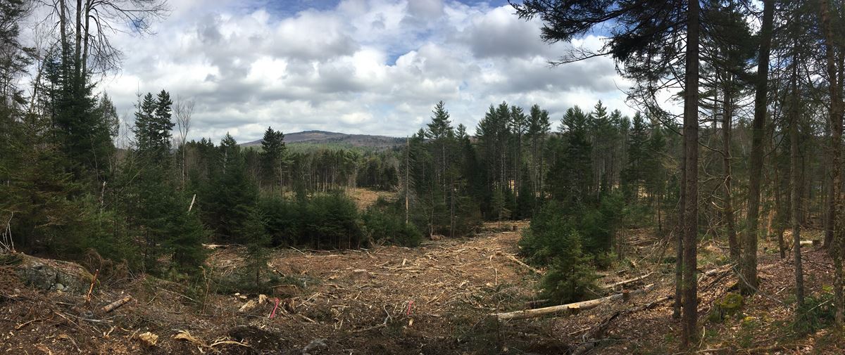 Timber Harvest in Sullivan County, NH