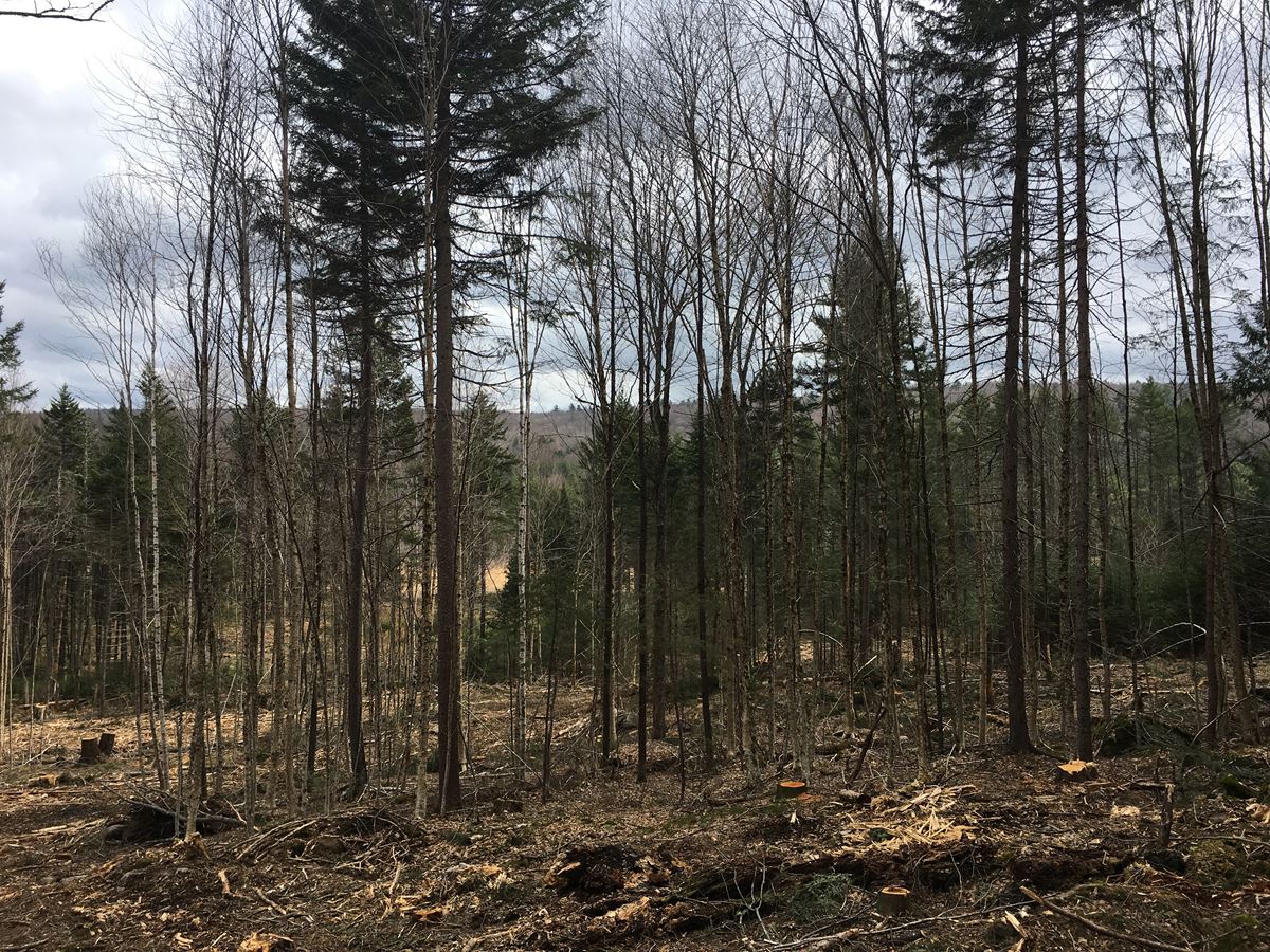 Timber Harvest in Sullivan County, NH