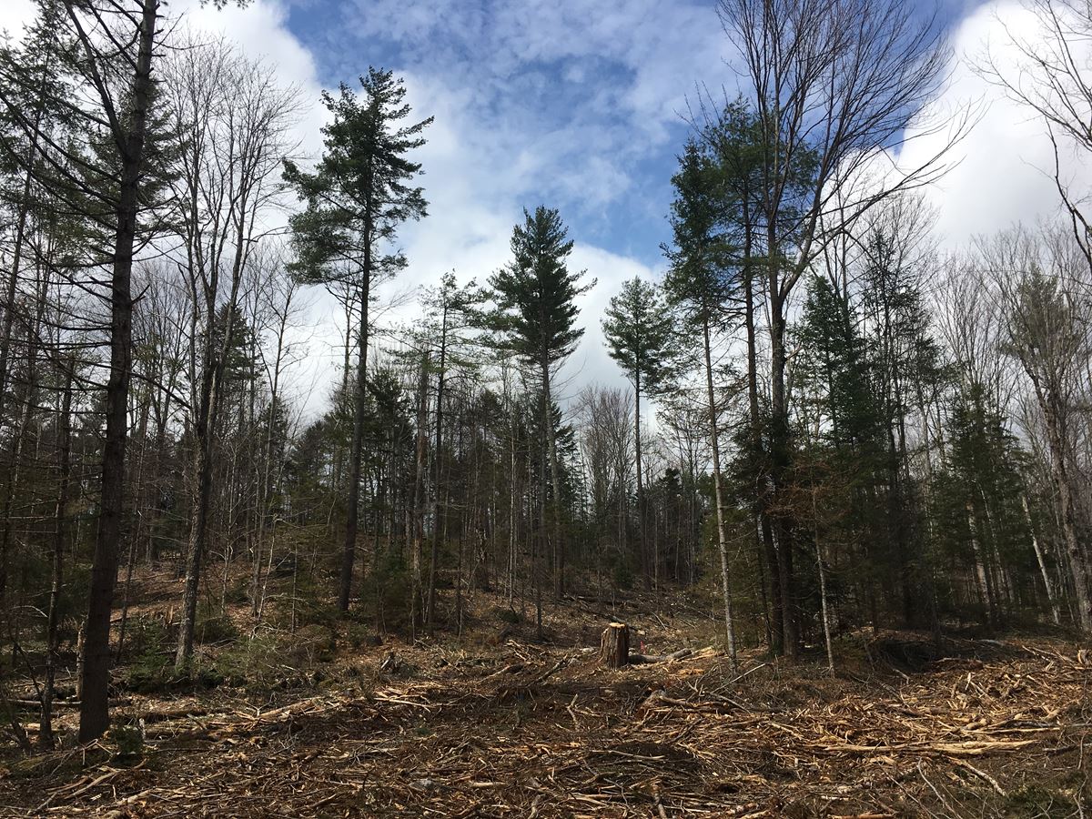 Timber Harvest in Sullivan County, NH