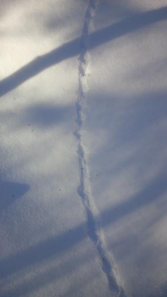 Winter & Wildlife Thumbnail