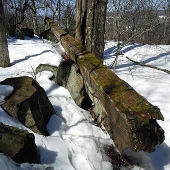 American Chestnut – Former Monarch of Southern NH’s Forests Thumbnail