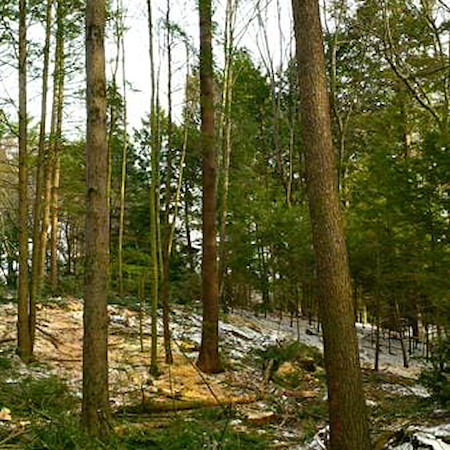 Forest Management Plans vs. One-Time Timber Sales: Which Strategy Builds More Long-Term Value