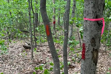 How to Avoid Property Line Disputes in Concord NH: The Landowner’s Guide to Boundary Maintenance