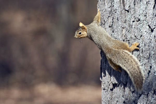 Improving Wildlife Habitats For New Hampshire Properties Thumbnail