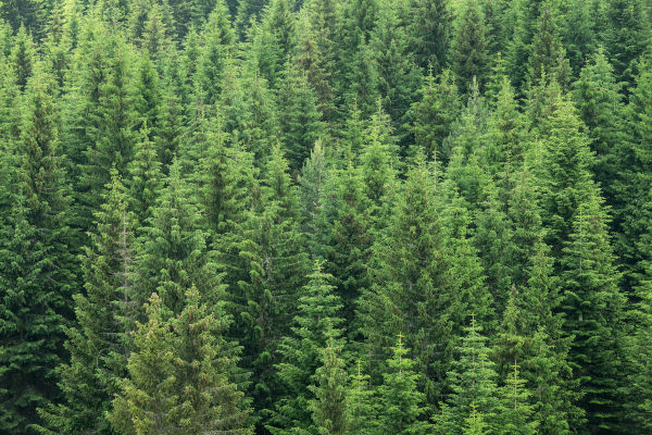 The Importance Of Forest Management Plans Thumbnail