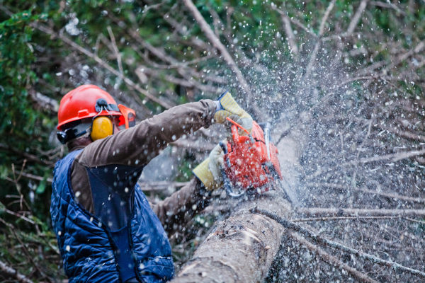 Timber Harvesting Tips For Income Generation Thumbnail