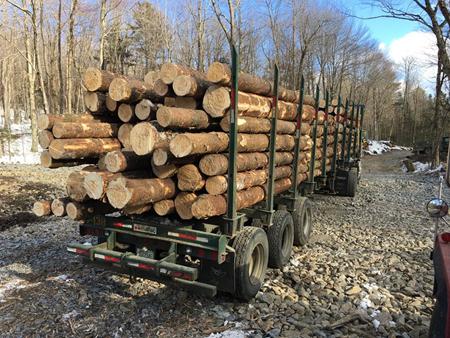 Timber prices