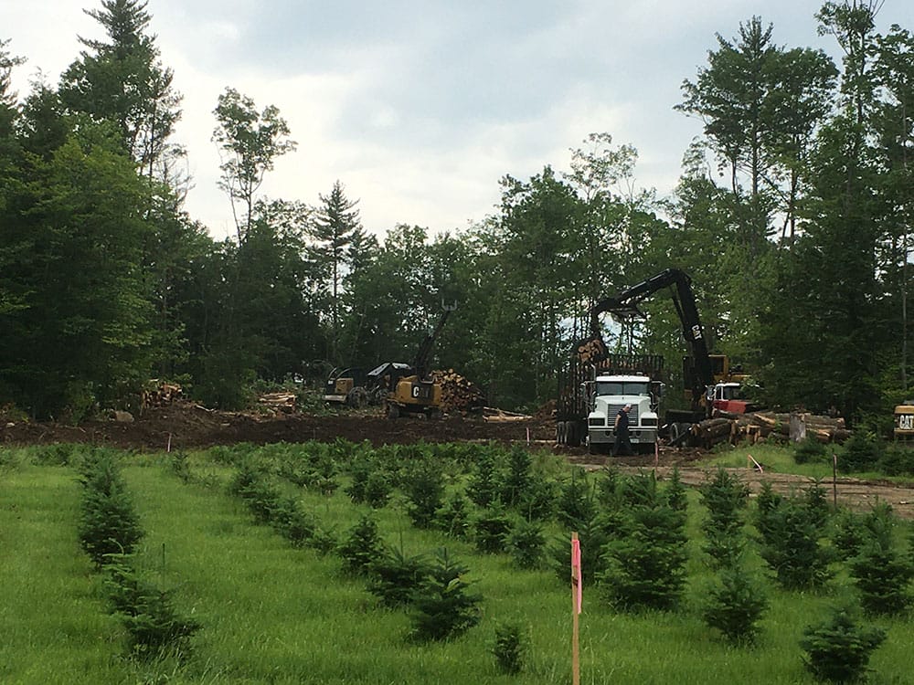 Forest Management Plan in Sutton, NH Thumbnail