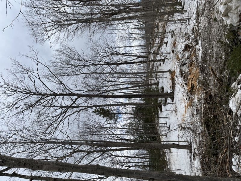 Forest Management Plan & Timber Harvesting in Shelburne, NH Thumbnail