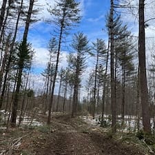 Forest-Management-Plan-Timber-Harvesting-in-Shelburne-NH 2