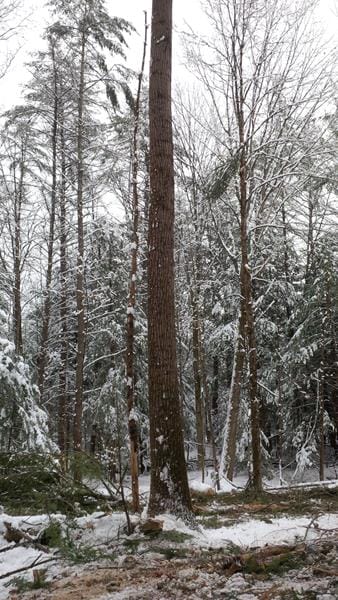 Forest Thinning in Claremont, NH Thumbnail